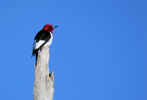 Red-headed Woodpecker by Simon Thompson